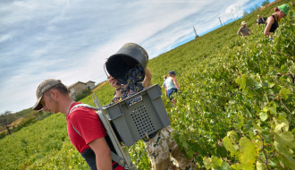 Vendanges 2026
