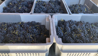 Vendanges 2023