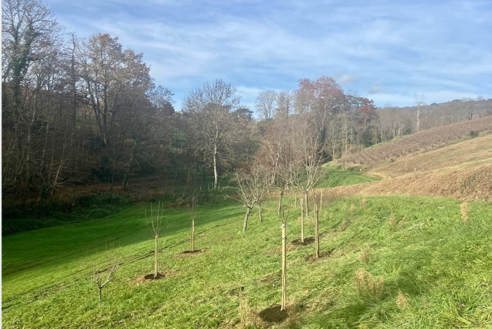 Plantations de haies et d’arbres fruitiers aux abords des parcelles de Régnié