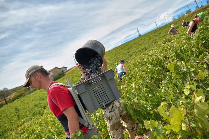 Vendanges 2026