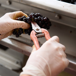 Vendanges 2026