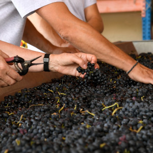 Vendanges 2022 : Une belle cuvée en perspective