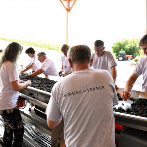 Vendanges 2022 : Une belle cuvée en perspective
