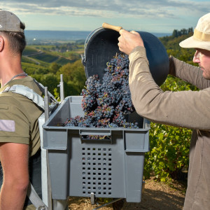 Vendanges 2026
