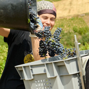 Vendanges 2026