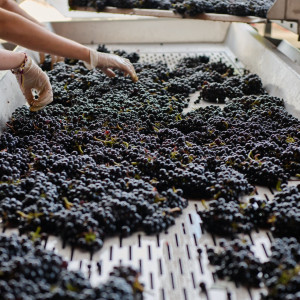 Vendanges 2026