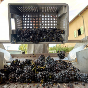 Vendanges 2026