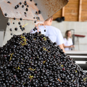 Vendanges 2022 : Une belle cuvée en perspective