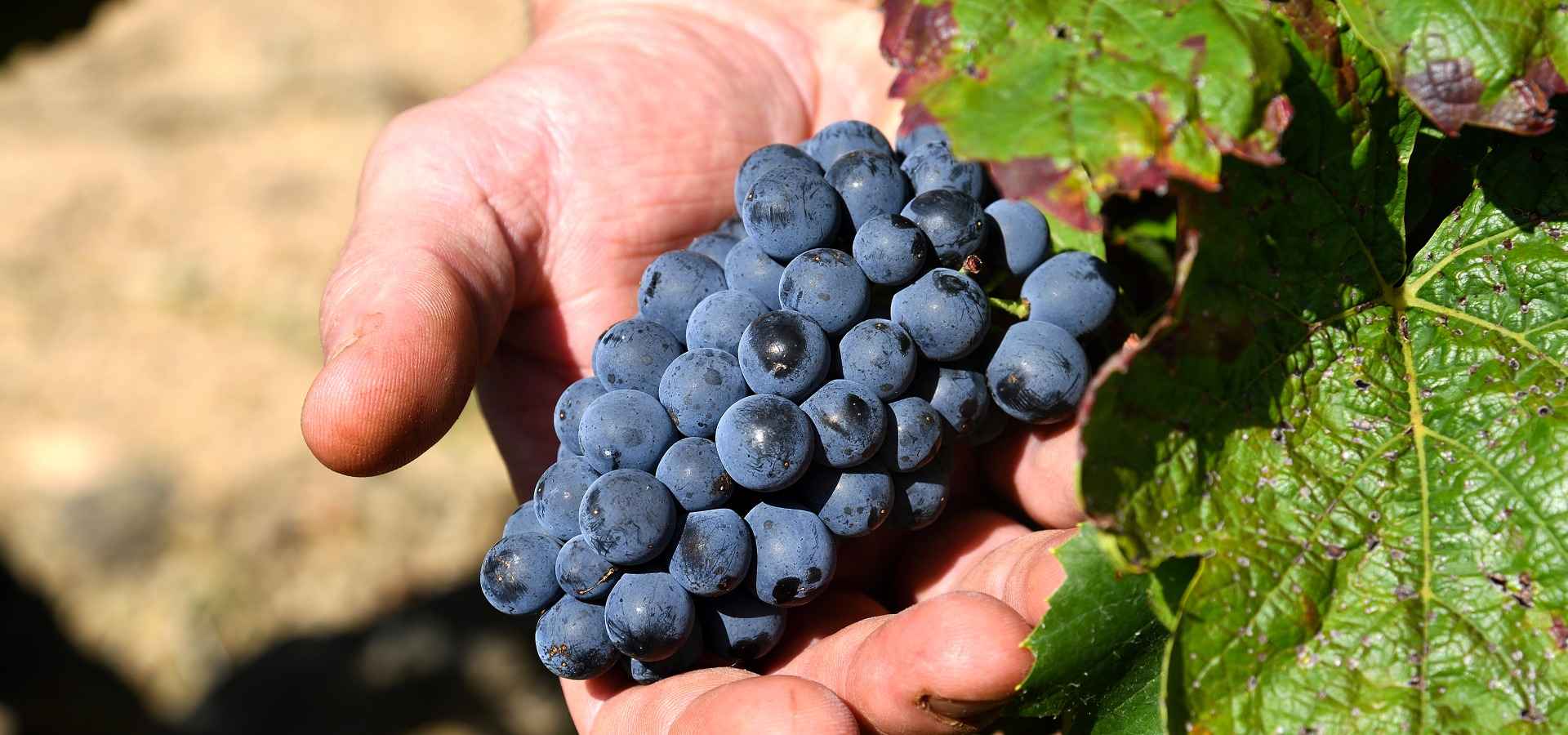 Domaine de Vernus - vins d’exception en Beaujolais