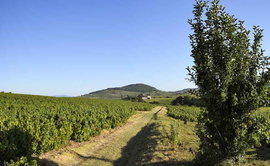 Terroir "Beaujolais, terre d&#039;avenir" - Galerie