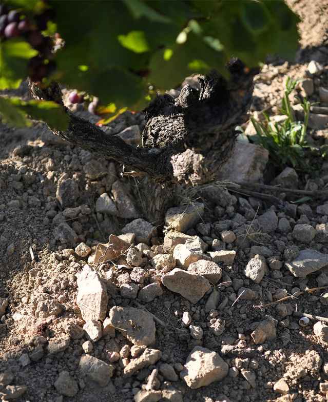 Terroir "Beaujolais, terre d&#039;avenir" - Galerie