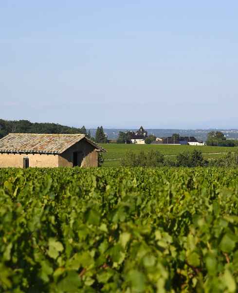 Terroir "Beaujolais, terre d&#039;avenir" - Galerie